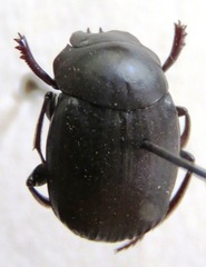 Deltochilum pseudoparile