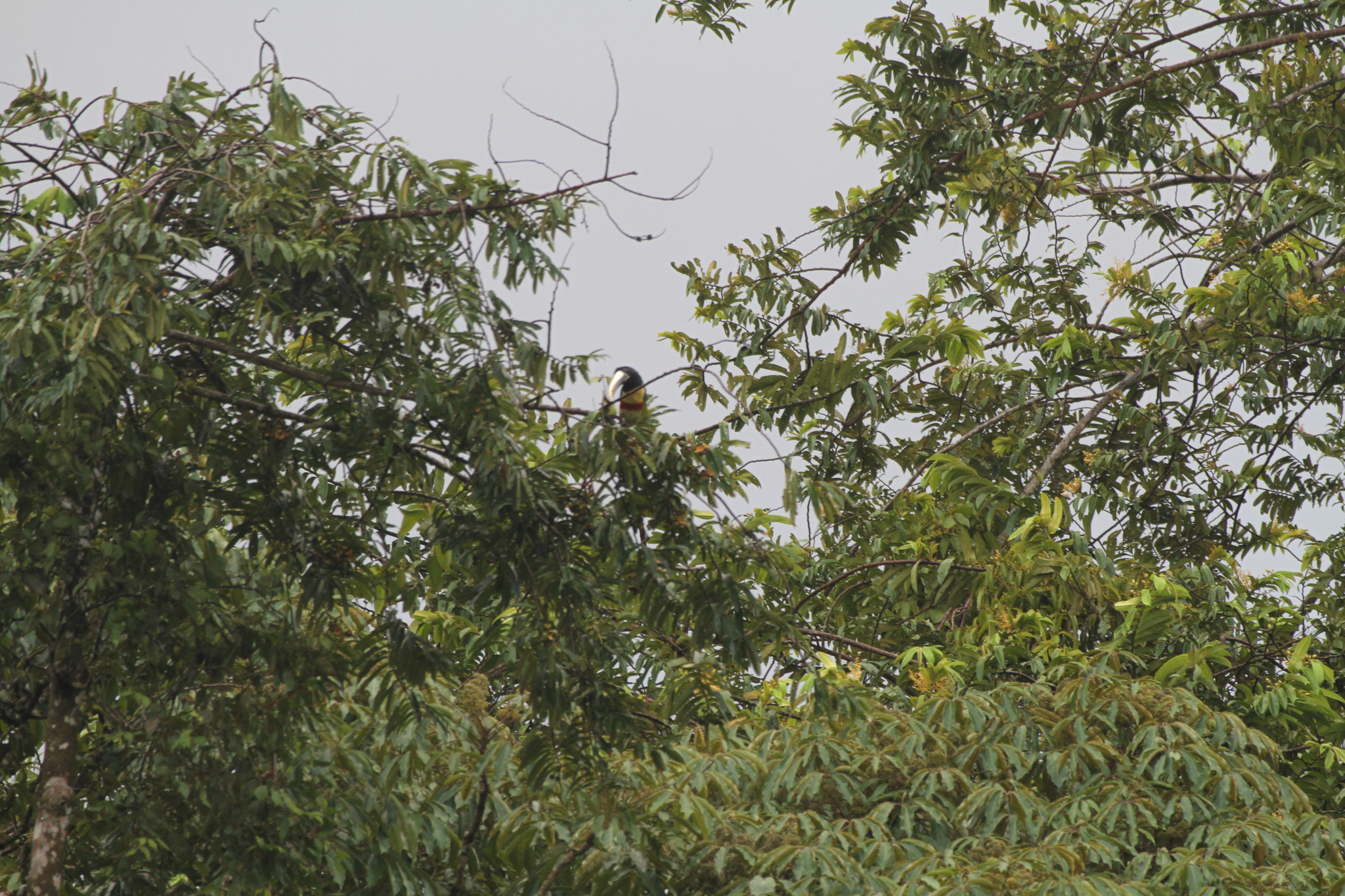 Black-necked Aracari (Pteroglossus aracari), photo 10