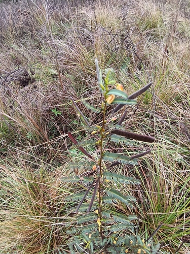 Chamaecrista mimosoides