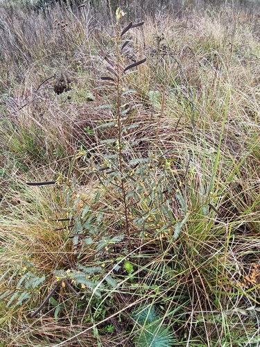 Chamaecrista mimosoides, photograph 2