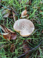 Xerocomellus cisalpinus