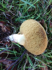 Xerocomellus cisalpinus