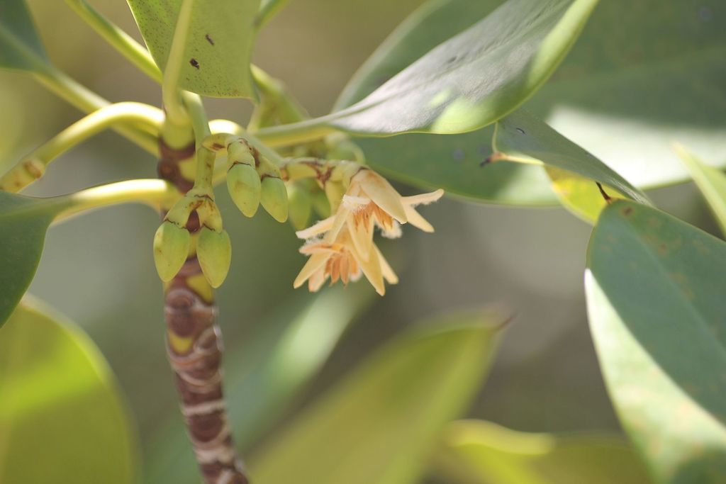Red mangrove