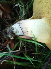 Xerocomellus cisalpinus