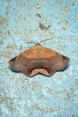 Psimada quadripennis