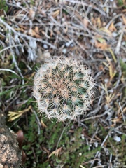 Echinocereus reichenbachii baileyi