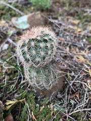Echinocereus reichenbachii baileyi