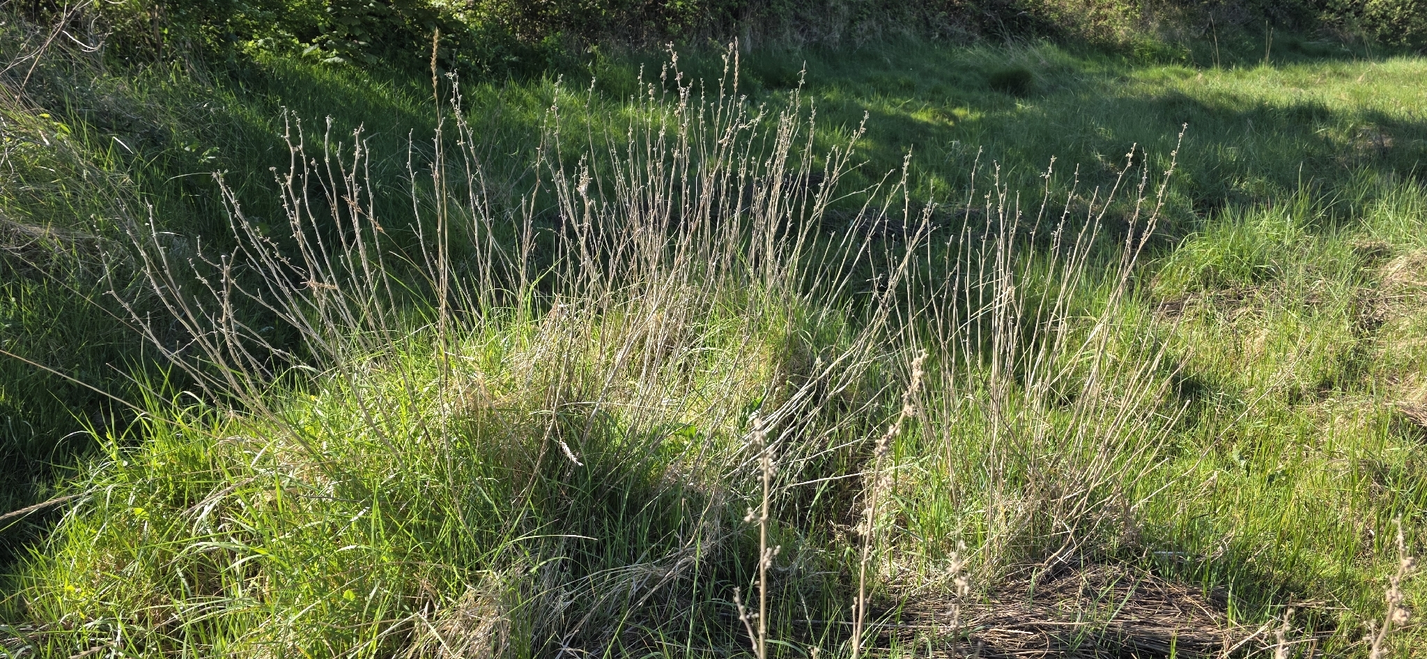 Beispielbild: Echter Eibisch (Althaea officinalis)
