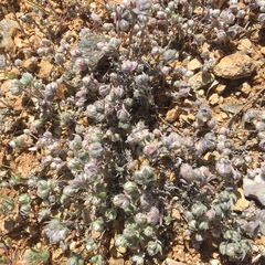 Stylocline micropoides