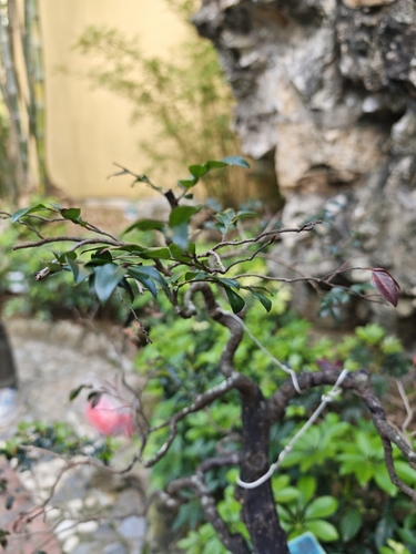 Diospyros vaccinioides observed 2026-04-25