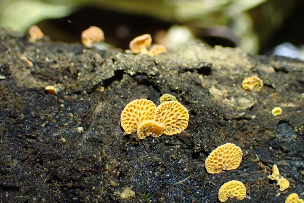Favolaschia claudopus · April 2026 · photo: © berardom (iNaturalist, cc-by)