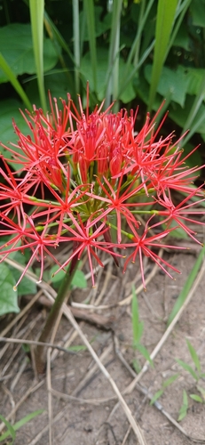 Bloodlily