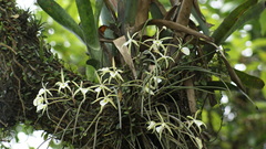 Brassavola