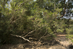 Memecylon angustifolium