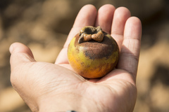 Diospyros malabarica