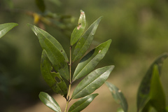 Memecylon angustifolium