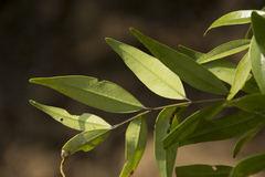 Memecylon angustifolium