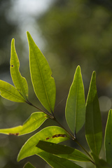 Memecylon angustifolium