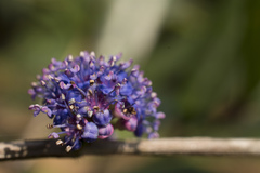 Memecylon angustifolium