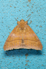 Bastilla absentimacula