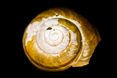 Helminthoglypta tudiculata grippii