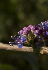 Memecylon angustifolium