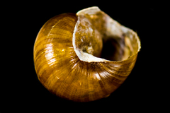 Helminthoglypta tudiculata grippii