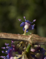 Memecylon angustifolium