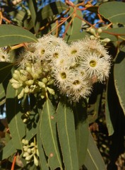 Eucalyptus fasciculosa