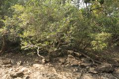 Memecylon angustifolium