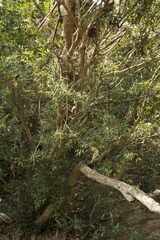 Memecylon angustifolium