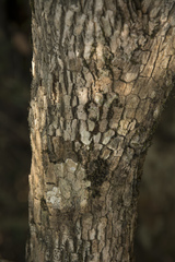 Memecylon angustifolium