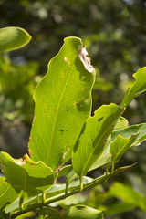 Diospyros malabarica