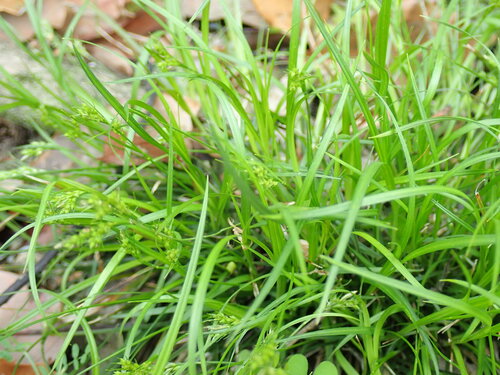Carex mitrata iNat (1)