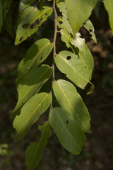 Hopea parviflora