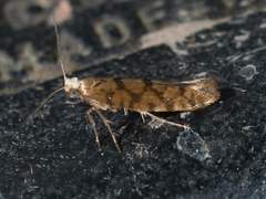 Argyresthia alternatella
