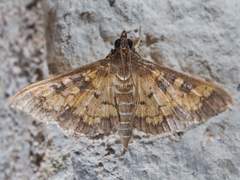 Diacme elealis