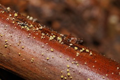 Lachnum pteridophyllum