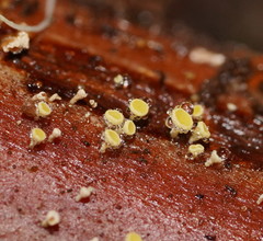 Lachnum pteridophyllum