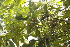 Diospyros malabarica