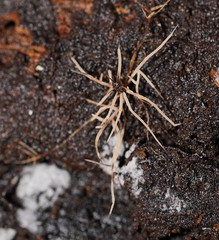 Phaeopterula stipata