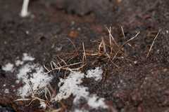 Phaeopterula stipata