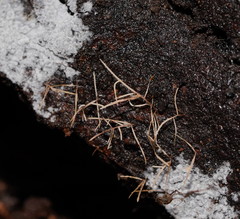 Phaeopterula stipata