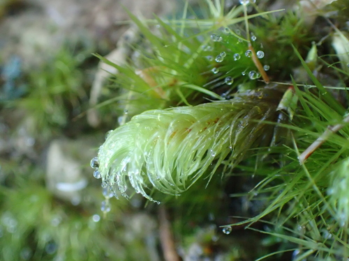 Breutelia elongata observed 2026-04-25