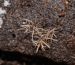 Phaeopterula stipata