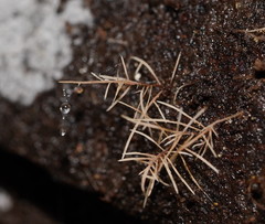 Phaeopterula stipata