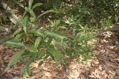 Vitex leucoxylon