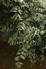 Ficus heterophylla
