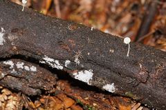 Phaeopterula stipata