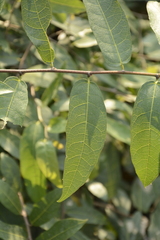 Ficus heterophylla